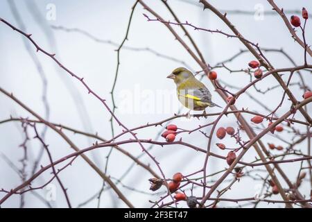 Le mâle d'un verdfinch européen perching sur le buisson rose de chien avec des brindilles et des hanches rouges. Ciel bleu en arrière-plan. Banque D'Images