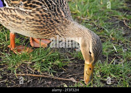 Canard colvert femelle, sur terre, alimentation au printemps Banque D'Images