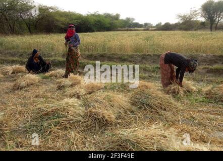 Beawar, Rajasthan, Inde, 16 mars 2021 : les agricultrices du Rajasthani travaillent dans un champ d'orge à la périphérie de Beawar. Le Rajasthan est le principal producteur d'orge en Inde. Crédit : Sumit Saraswat/Alay Live News Banque D'Images