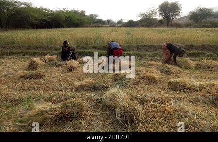 Beawar, Rajasthan, Inde, 16 mars 2021 : les agricultrices du Rajasthani travaillent dans un champ d'orge à la périphérie de Beawar. Le Rajasthan est le principal producteur d'orge en Inde. Crédit : Sumit Saraswat/Alay Live News Banque D'Images