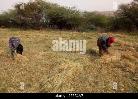 Beawar, Rajasthan, Inde, 16 mars 2021 : les agricultrices du Rajasthani travaillent dans un champ d'orge à la périphérie de Beawar. Le Rajasthan est le principal producteur d'orge en Inde. Crédit : Sumit Saraswat/Alay Live News Banque D'Images