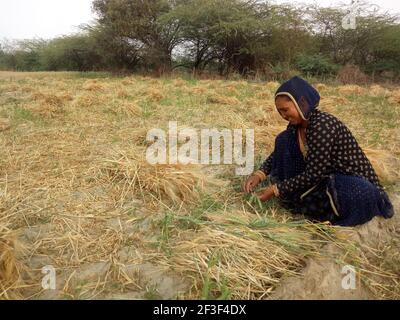 Beawar, Rajasthan, Inde, 16 mars 2021 : les femmes agricultrices du Rajasthani travaillent dans un champ d'orge à la périphérie de Beawar. Le Rajasthan est le principal producteur d'orge en Inde. Crédit : Sumit Saraswat/Alay Live News Banque D'Images