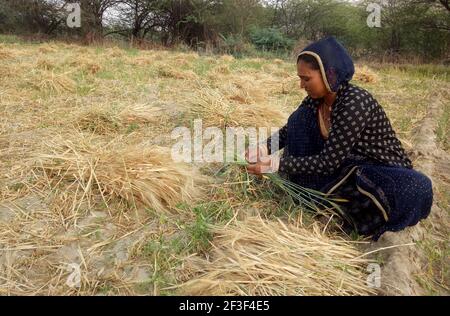 Beawar, Rajasthan, Inde, 16 mars 2021 : les femmes agricultrices du Rajasthani travaillent dans un champ d'orge à la périphérie de Beawar. Le Rajasthan est le principal producteur d'orge en Inde. Crédit : Sumit Saraswat/Alay Live News Banque D'Images