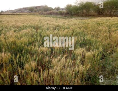 Beawar, Rajasthan, Inde, 16 mars 2021 : récolte d'orge dans le champ à la périphérie de Beawar. Le Rajasthan est le principal producteur d'orge en Inde. Crédit : Sumit Saraswat/Alay Live News Banque D'Images