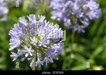Fleur d'Agapanthus violet vif au printemps Banque D'Images
