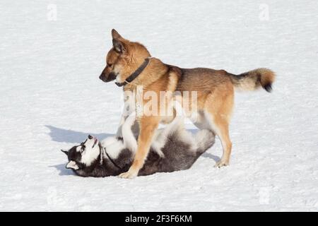 Le chiot Husky sibérien et le chien multibred jouent sur une neige blanche dans le parc d'hiver. Animaux de compagnie. Chien de race. Banque D'Images