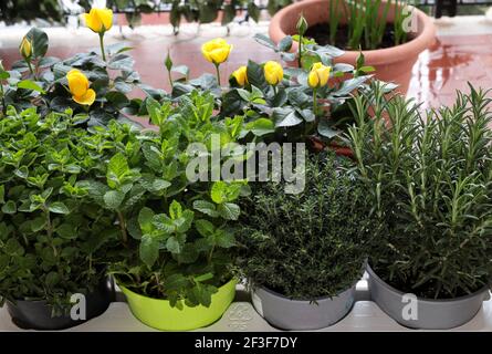 Herbes aromatiques en pots. Sauge verte, origan, thym, menthe et basilic. Jardinage à la maison. Gros plan. Banque D'Images