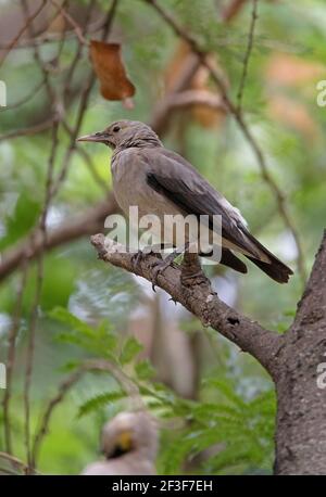 Une femelle de Starling (Creatophoira cinerea) a péri sur la branche morte de l'Éthiopie Avril Banque D'Images