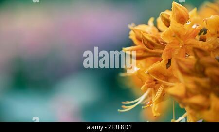 Fleurs jaunes d'azalée ou de rhododendron dans le parc. Banque D'Images