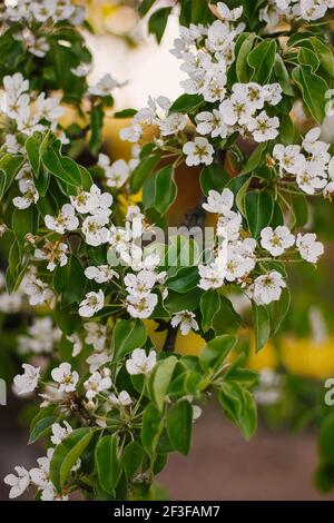 La poire fleurit dans un verger aux rayons chauds du coucher du soleil. Belle scène de nature avec branche en fleur et lumière du soleil. Fleurs de printemps. Printemps Banque D'Images