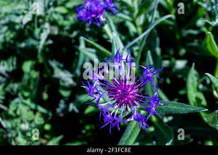 Une fleur de maïs de montagne baignant le soleil du début de l'été Banque D'Images