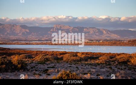 Vue panoramique sur les marais de Las Salinas depuis Cabo de Gata avec flamants roses et paysage de montagne en arrière-plan Almeria Espagne Banque D'Images