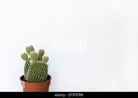 Petit cactus poire pickly en pot brun sur fond blanc, espace de copie. Vue avant. Concept beauté de la nature, jungle urbaine, jardinage à la maison, floricultu Banque D'Images