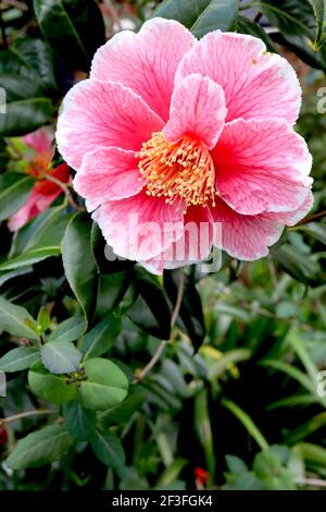 Camellia japonica «Adelina Patti» Adeline Patti camellia – camellia rose fortement veiné avec des bords blancs, mars, Angleterre, Royaume-Uni Banque D'Images