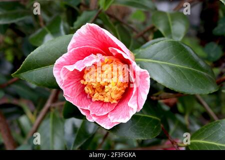 Camellia japonica «Adelina Patti» Adeline Patti camellia – camellia rose fortement veiné avec des bords blancs, mars, Angleterre, Royaume-Uni Banque D'Images