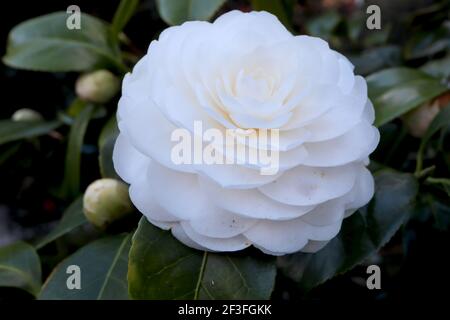 Camellia japonica “Nuccio’s Gem” Camellia Nuccio’s Gem – Camellia double blanche formelle avec des rangées de pétales concentriques, mars, Angleterre, Royaume-Uni Banque D'Images