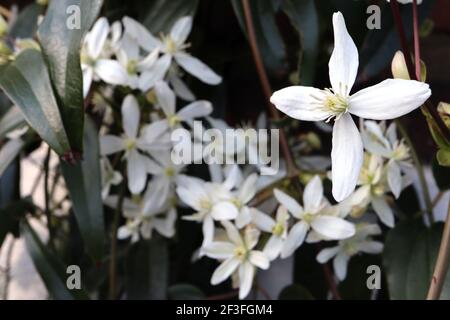 Clematis armandii ‘Snowdrift’ Armand clematis – plante grimpant avec des grappes de grandes fleurs blanches parfumées en forme d'étoile, mars, Angleterre, Royaume-Uni Banque D'Images