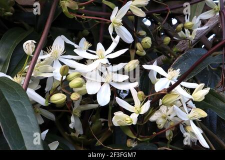 Clematis armandii ‘Snowdrift’ Armand clematis – plante grimpant avec des grappes de grandes fleurs blanches parfumées en forme d'étoile, mars, Angleterre, Royaume-Uni Banque D'Images