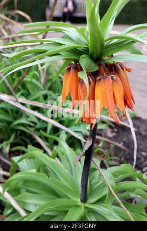 Fritilaria impérialis «Aurora» Crown Imperial Aurora – fleurs géantes en forme de cloche orange avec couronne foliaire, mars, Angleterre, Royaume-Uni Banque D'Images