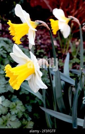 Narcissus ‘Topolino’ Division 1 jonquilles en trompette Topolino jonquille - pétales blancs avec grande coupe à volants jaune doré, mars, Angleterre, Royaume-Uni Banque D'Images