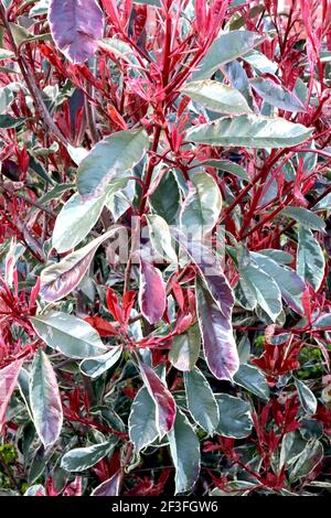 Photinia cassini ‘Marble rose’ variété Photinia – vert foncé, vert olive, crème, feuilles roses et rouges, mars, Angleterre, Royaume-Uni Banque D'Images