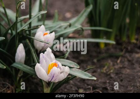 Crocus blancs, safran poussent dans le jardin au début du printemps par temps nuageux. Visible au sol. Copier l'espace à droite Banque D'Images