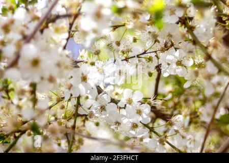 Arrière-plan du ressort. Gros plan sur un arbre à fleurs blanches. Fleur de branche de cerisier. Fleur de branche de cerisier blanc. Fleurs blanches fleuries sur le pommier à cerise Banque D'Images