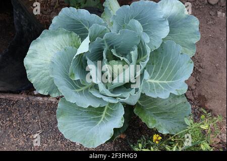 Vue en hauteur d'un chou vert bien cultivé dans le jardin Banque D'Images