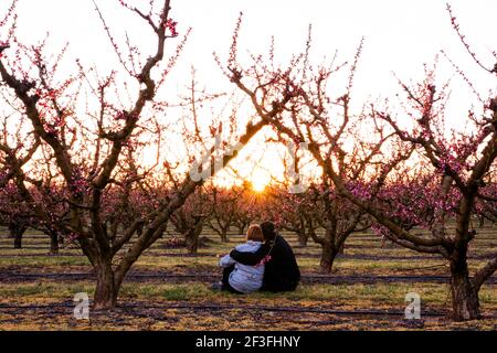Embrassant le couple assis dans un champ de fleurs colorées arbres fruitiers observant le coucher du soleil. Pêchers au printemps avec des fleurs roses et des rayons du soleil à l'ircs Banque D'Images