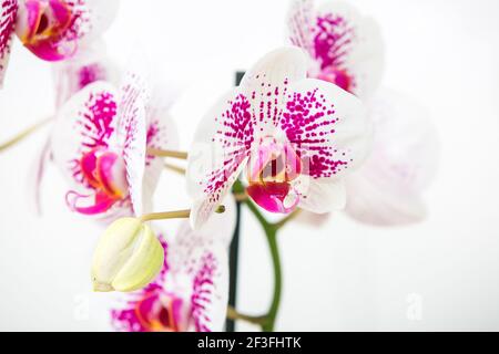 Gros plan Phalaenopsis Anthura Marbella orchidée un fond blanc Banque D'Images