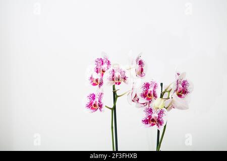 Fleurs Phalaenopsis Anthura Marbella orchidée sur fond blanc.espace de copie Banque D'Images