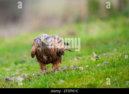 Red kite, Milvus milvus, Marlborough Downs, Wiltshire Banque D'Images