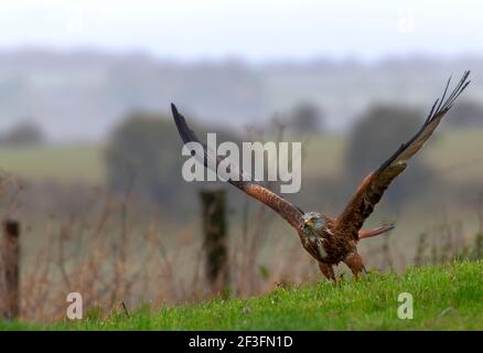 Red kite, Milvus milvus, Marlborough Downs, Wiltshire Banque D'Images