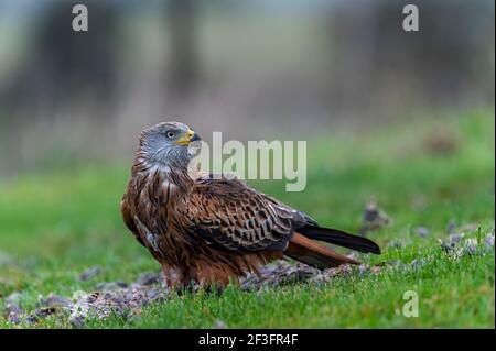 Red kite, Milvus milvus, Marlborough Downs, Wiltshire Banque D'Images