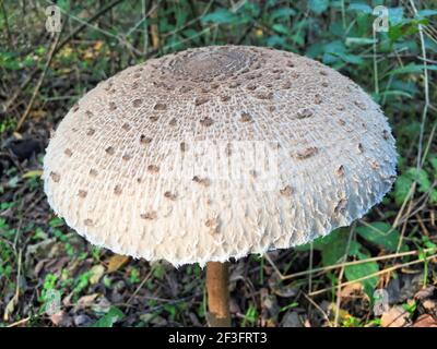 Champignons de la forêt Banque D'Images
