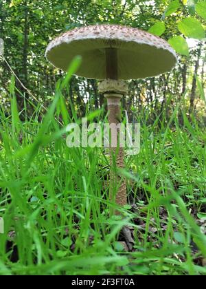 Champignons de la forêt Banque D'Images
