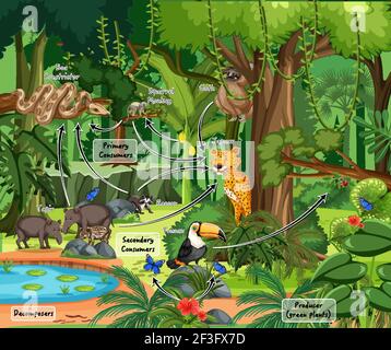 Schéma illustrant la toile alimentaire dans la forêt tropicale Illustration de Vecteur