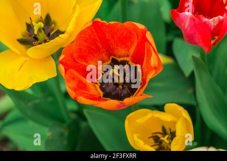 Plusieurs fleurs de tulipes rouges, jaunes et oranges, au printemps. Fleurs ouvertes de plantes en détail par le dessus. Pistils et pollen à l'intérieur des fleurs. Banque D'Images