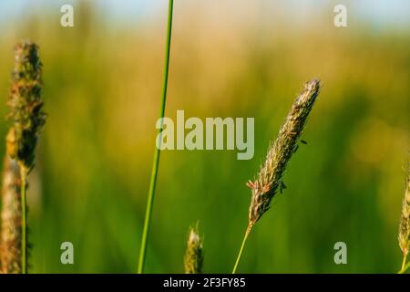 Herbe de renard de prairie en été. Graines sur la panicule de la plante. Plante au soleil. Tige de plante verte de l'herbe. Fond vert paysage Banque D'Images