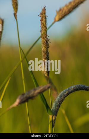 Quelques tiges d'herbe de renard de prairie en été. Des lames vertes d'herbe sous le soleil. Oreille d'herbe avec les graines et les feuilles. Panicule avec anthères. Sauvage Banque D'Images