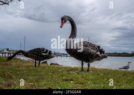 Deux cygnes noirs marchant sur l'herbe Banque D'Images