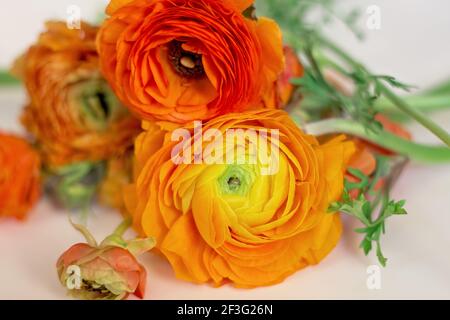 fleurs de ranunculus orange et jaune fraîches sur fond blanc Banque D'Images