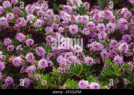 Chardon violet délicat fleurs sauvages de californie en fleurs dans un champ Banque D'Images