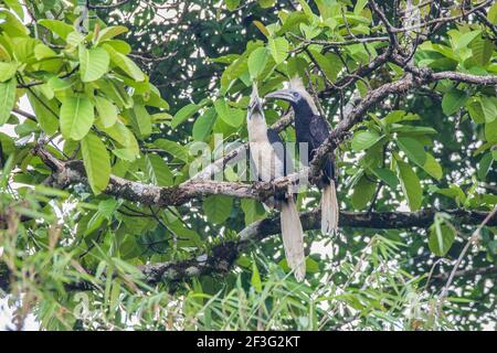 Paire de hornbill à couronne blanche Berenicornis comatus Banque D'Images