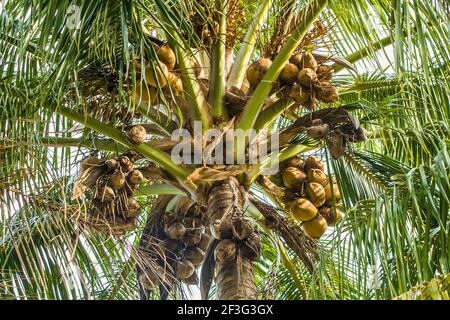 Des petits pains de noix de coco qui poussent dans leurs arbres au parc des fruits et des épices du comté de Miami-Dade, en Floride. Banque D'Images
