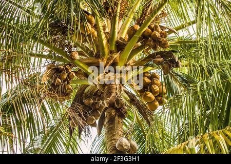 Des petits pains de noix de coco qui poussent dans leurs arbres au parc des fruits et des épices du comté de Miami-Dade, en Floride. Banque D'Images