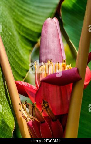 La fleur d'une banane rouge qui pousse au parc des fruits et épices du comté de Miami-Dade en Floride. Banque D'Images
