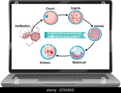 Fertilisation humaine et développement embryonnaire illustration Illustration de Vecteur