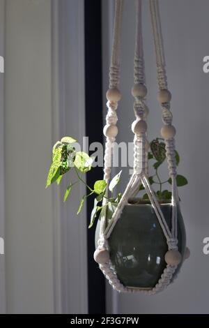 Une Hypoestes phyllostachya - plante à pois - dans un contenant suspendu. Banque D'Images