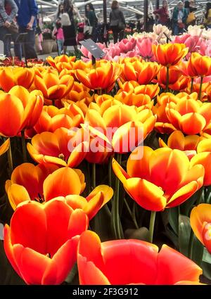 tulipes orange et jaune Banque D'Images